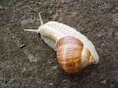 snail-burgundy-snail-roman-snail-661774.jpg