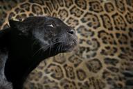 leopard-black-panther-zoo-feline-1147989.jpg