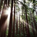 redwoods-tree-sunlight-california-1455738.jpg