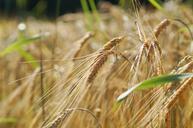 wheat-field-cereals-wheat-field-394164.jpg