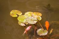 fish-pond-water-lily-lake-koi-1438623.jpg