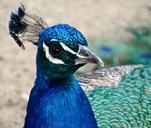 peacock-head-plume-blue-beak-bird-536480.jpg