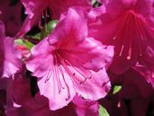 rhododendrons-park-disneyland-paris-1180930.jpg