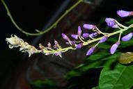 blue-rain-flowers-climbing-plants-419062.jpg