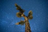 Stars_and_Milky_Way_above_a_Joshua_tree.jpg