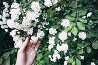 beauty-flowers-green-hand-hipster-701748.jpg