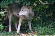 wolf-predator-european-wolf-1583215.jpg