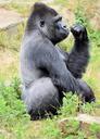 gorilla-ape-monkey-primate-animal-315060.jpg