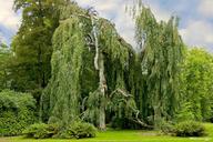 tree-landscape-trees-willow-191535.jpg