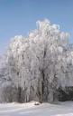 tree-frost-winter-sunshine-cold-635615.jpg