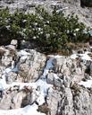 rock-shrub-snow-nature-mountain-566124.jpg