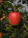 apple-fruit-red-frisch-apple-tree-694202.jpg