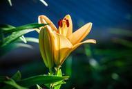 lily-flower-inflorescence-536688.jpg