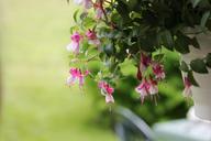 flowers-summer-flowerpot-nature-726016.jpg