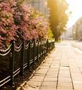 flowering-shrubs-pavement-city-1470055.jpg