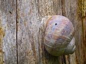 snail-shell-snail-shell-animal-561432.jpg