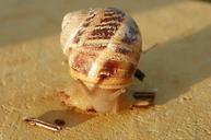 snail-edible-snail-1328893.jpg