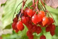 berries-red-rowan-nature-bush-247372.jpg