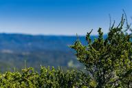 Big_Basin_Redwoods.jpg