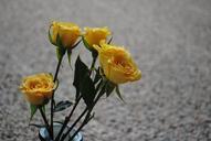 rose-yellow-flower-floral-nature-640207.jpg