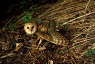 barn-owl-bird-predator-bird-of-prey-541193.jpg