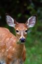 deer-woods-fawn-animal-wild-644715.jpg