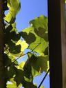 vines-vineyard-light-wine-growing-289597.jpg