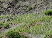 vineyard-steep-slope-winegrowing-56186.jpg