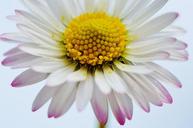 wildflowers-daisy-flowers-spring-1286113.jpg