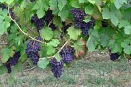 grapes-wine-vintage-vines-harvest-453811.jpg