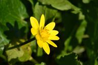 buttercup-flower-yellow-nature-1242040.jpg