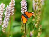 large-copper-butterfly-red-orange-177378.jpg