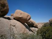 joshua-tree-rock-desert-875624.jpg