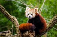 red-panda-little-panda-cute-curious-1194509.jpg