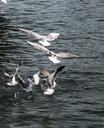 seagulls-flight-sea-bird-wings-951423.jpg