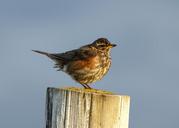 bird-feathers-flight-sparrow-fauna-1430974.jpg