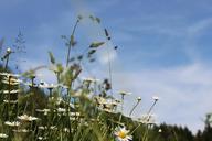 meadow-sky-landscape-clouds-grass-355609.jpg