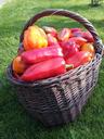 pepper-vegetable-garden-basket-502847.jpg