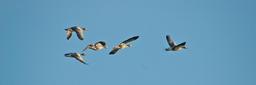 flight-geese-animals-nature-sky-1420514.jpg