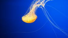 jellyfish-water-underwater-animal-1447371.jpg