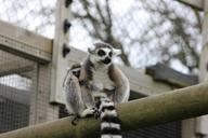 lemur-safari-baby-lemur-708537.jpg