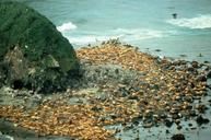 Sea lions eumetopias jubatus.jpg