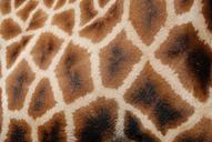 patterns-giraffe-reticulated-giraffe-103584.jpg