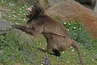 dschelada-threatening-primate-1346113.jpg