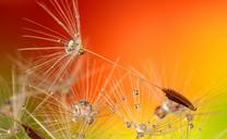 dandelion-droplets-nature-macro-843584.jpg