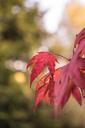 autumn-leaves-forest-colorful-512709.jpg