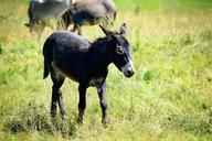 donkey-meadow-alm-alpine-meadow-884519.jpg