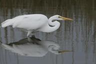 great-egret-bird-wildlife-nature-851815.jpg