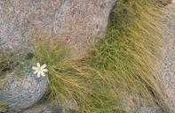 Desert catchfly.jpg