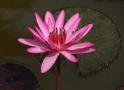 lily-water-lily-waterlily-flower-852609.jpg